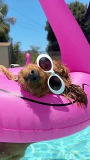 Boia Flamingo Adulto Rosa 120cm Inflável Piscina Praia