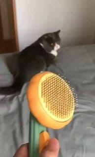 Escova Pet Rasqueadeira Automática Auto limpante Tira e Remove Pelos Cão Cachorro Gato