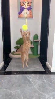 Brinquedo Bola Gato Interativo Anti Estress Pendurar Porta Teto Ante estresse Exercício Divertido Lagarta Pena Pet