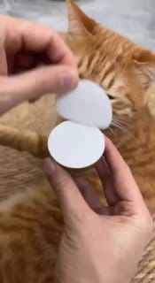 Bola Giratória Catnip Erva de Gato Brinquedo Interativo Para Gatos